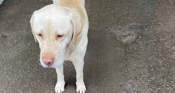 На границе с Польшей хозяева бросили лабрадора, которого не пропустили на КПП