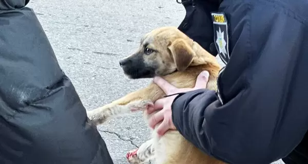 В Дубно полицейские спасли искалеченную собаку