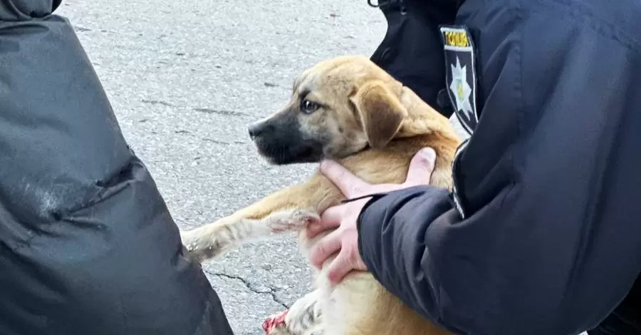 В Дубно полицейские спасли искалеченную собаку