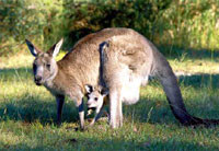 Учёные установили, что кенгуру испускают меньше газов, чем овцы 
