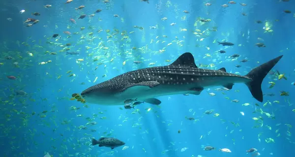 В Египте акула напала на двух туристов, один погиб