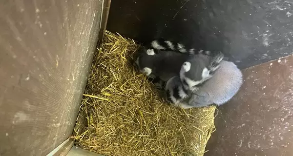 Из Украины пытались вывезти в Польшу лемуров и экзотических птиц