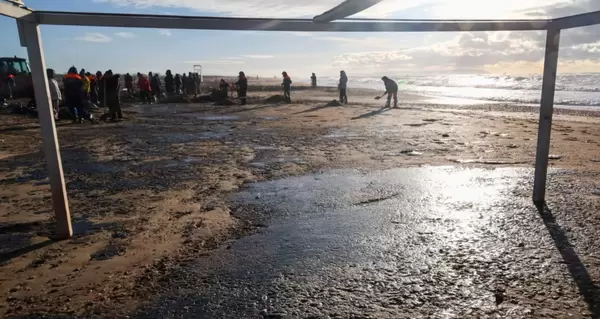 В результате катастрофы российских танкеров в Черном море погибли более 30 дельфинов