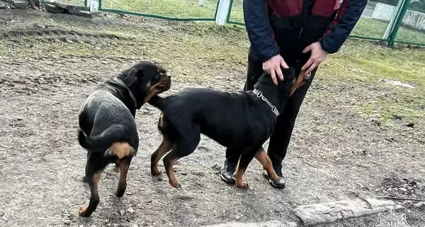 В Киеве спасли собак, которые сутки просидели закрытыми в автомобиле