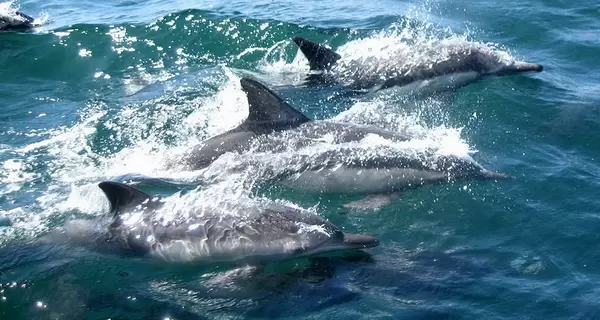 В Черном море удвоилась гибель дельфинов из-за розлива мазута с российских танкеров