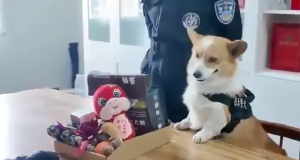 У китайского корги-полицейского забрали премию за то, что он спал на работе