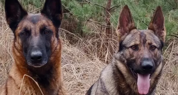 В ГСЧС показали собак-спасателей, которые помогают искать людей под завалами