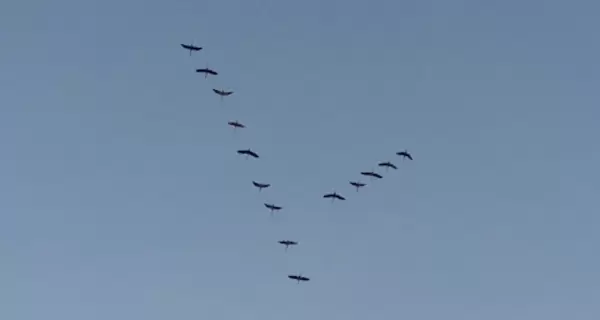 В Украине начали зимовать журавли - два 