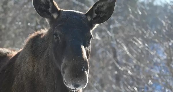 В Волынской области браконьера арестовали за убийство беременной лосихи