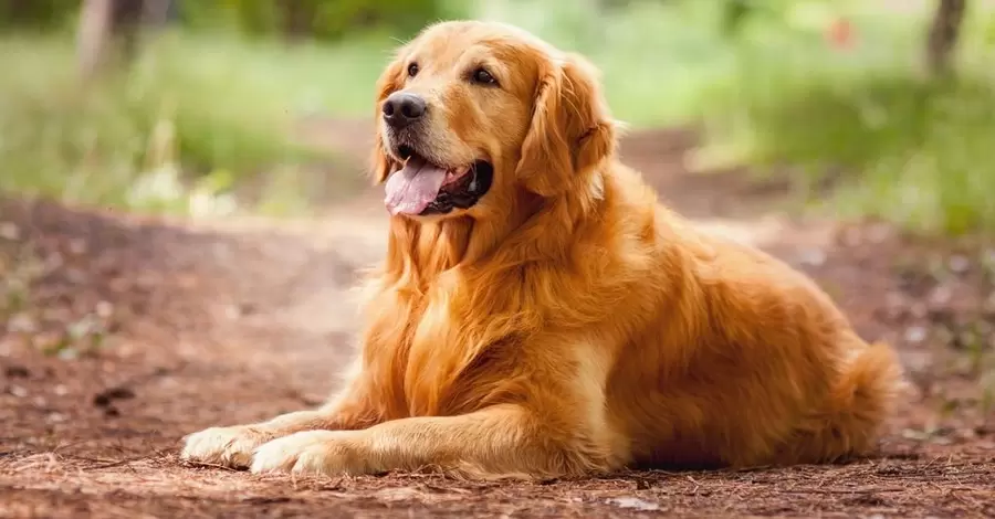 3 лютого: сьогодні День золотистого ретривера - що не варто робити