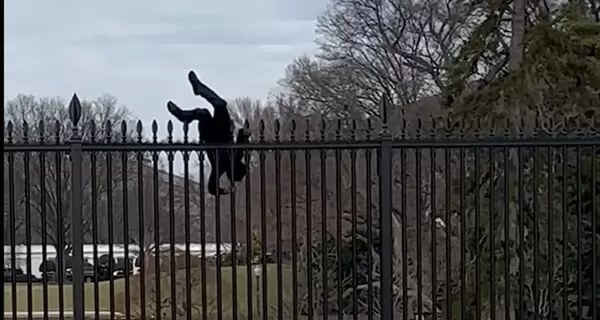 В США мужчина пытался перелезть через забор Белого дома, его задержали