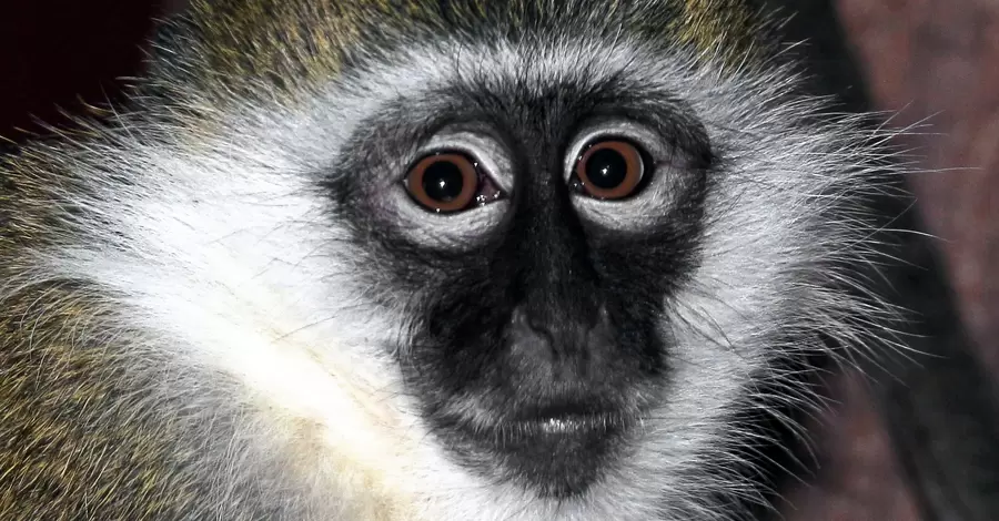 Киевский зоопарк приютил спасенную обезьянку