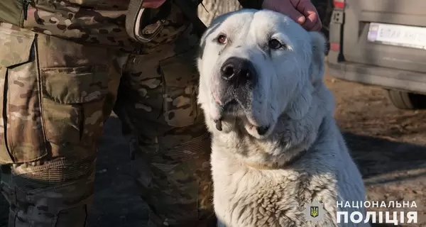 Поліцейські евакуювали з Покровська покинутого алабая та знайшли йому новий дім