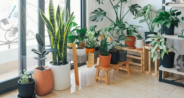 Комнатные растения, приносящие благополучие и счастье: на что обратить внимание
