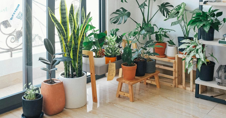 Комнатные растения, приносящие благополучие и счастье: на что обратить внимание