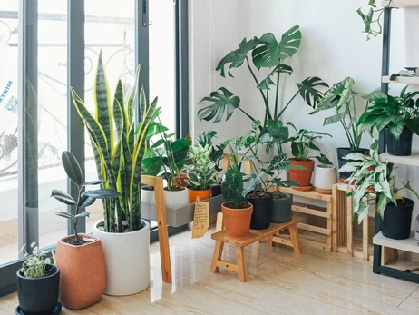 Кімнатні рослини, які приносять добробут і щастя: на що звернути увагу