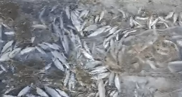 На реке Прут в Ивано-Франковской области массово погибла рыба