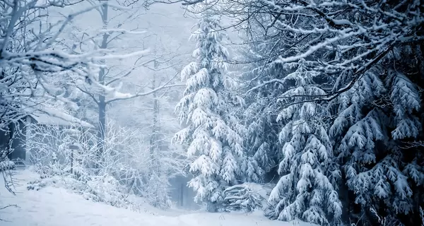 Погода в Украине 25 февраля: в ближайшую ночь синоптик прогнозирует 16 градусов мороза