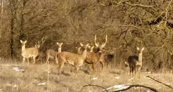 В заповеднике на Днепропетровщине заметили табун японских оленей