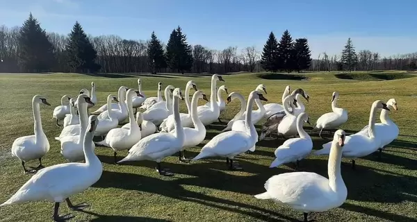 Минприроды пообещало сохранить приют для лебедей в Межигорье