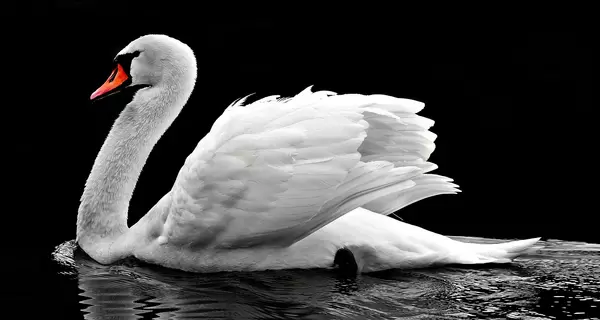 В Киеве спасатель провалился под лед, спасая раненого лебедя