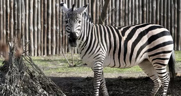 Киевский зоопарк показал, как слон и зебры радуются теплым весенним дням