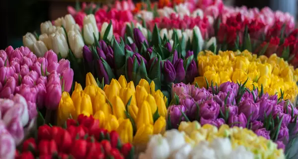 Сколько стоят цветы в канун 8 марта: самые дешевые - тюльпаны, самые дорогие – крокусы и нарциссы