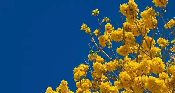 В Украину 10 марта придет жара, в некоторых регионах - до 20 градусов тепла