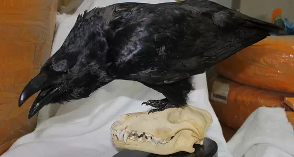 В посылке, которую пытались отправить из Киева в США, обнаружили чучела двух попугаев, ворона и череп волка