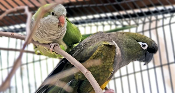 Киевский зоопарк показал новый дом для спасенных попугаев