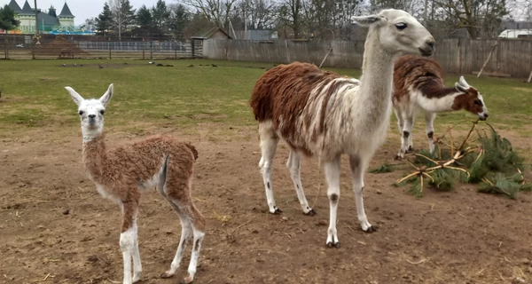 Подольский зоопарк показал новорожденного детеныша ламы