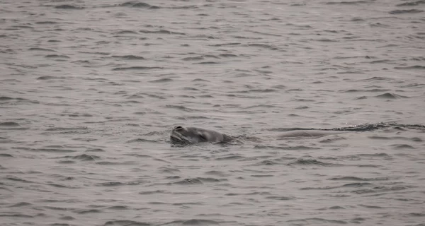Украинские полярники записали уникальное пение морских леопардов на 