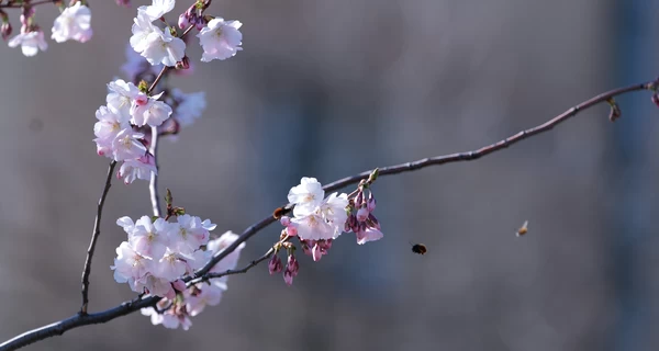 В Киеве начался период цветения сакур и магнолий - в КГГА назвали локации