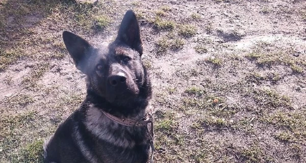 На Тернопольщине собака напала на 11-летнюю девочку, ребенка госпитализировали 