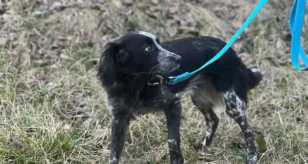 Семья из Норвегии приютила собаку погибшего бойца ВСУ из Сум