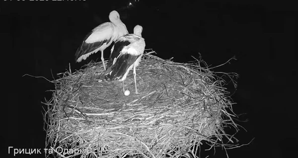 В гнезде знаменитых аистов Грицика и Одарки на Полтавщине появилось первое яйцо