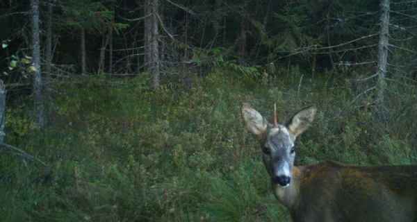 На Львовщине заметили 