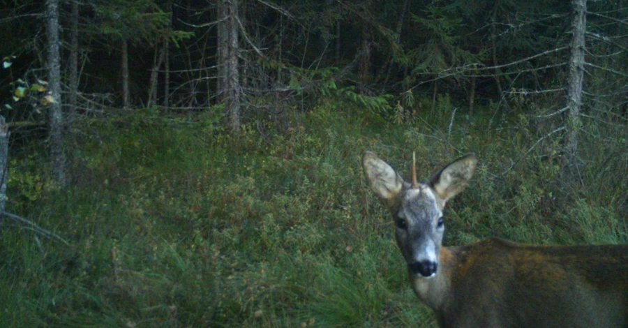 На Львівщині помітили 