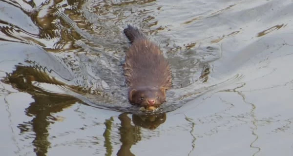 В Чернобыльском заповеднике появился «незваный гость», вытесняющий местные виды 