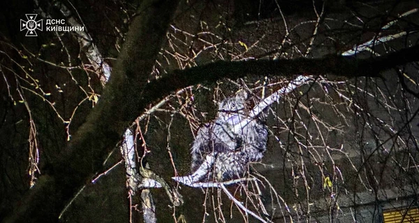 Киевские спасатели помогли коту, который двое суток сидел на дереве