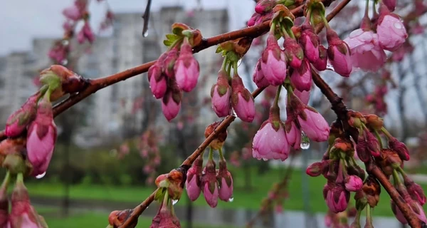 Дождь в Киеве 1 апреля побил рекорд 1891 года