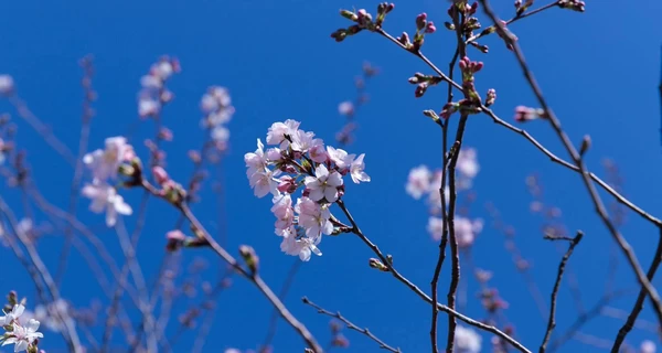 В столичном парке 