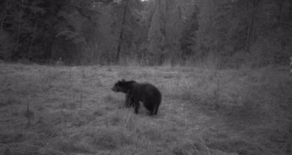 Во Львовской области к пограничникам заглянули рысь, волк, медведь и косуля