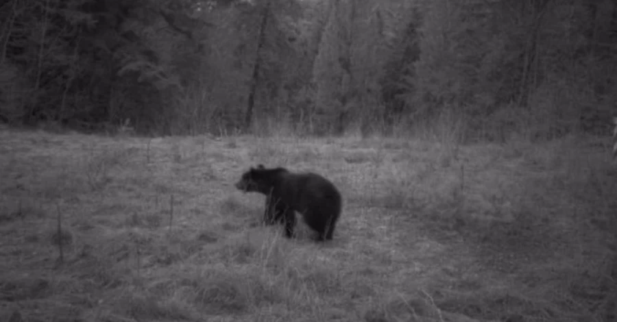 Во Львовской области к пограничникам заглянули рысь, волк, медведь и косуля