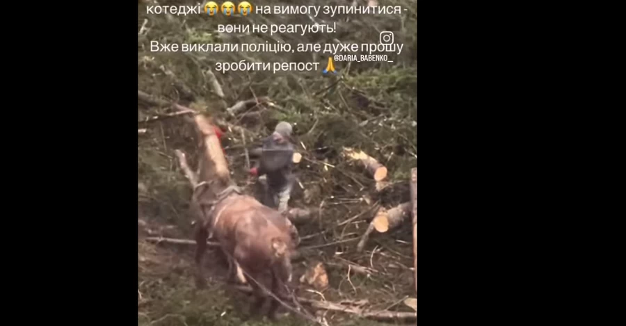 Мужчина в Буковеле бил коня, потому что тот не мог сдвинуть с места тяжелые бревна, зоозащитники обратились в полицию