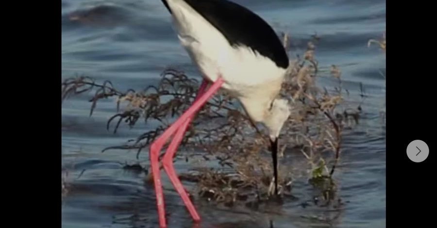 До Одеського нацпарку прилетіли червонокнижні птахи