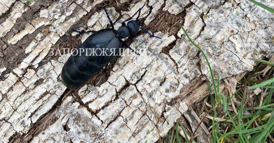 В Запорожье заметили ядовитого жука - черную майку