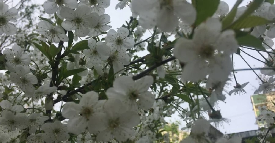 7 квітня - яке сьогодні свято, що не можна робити у цей день, традиції та звичаї