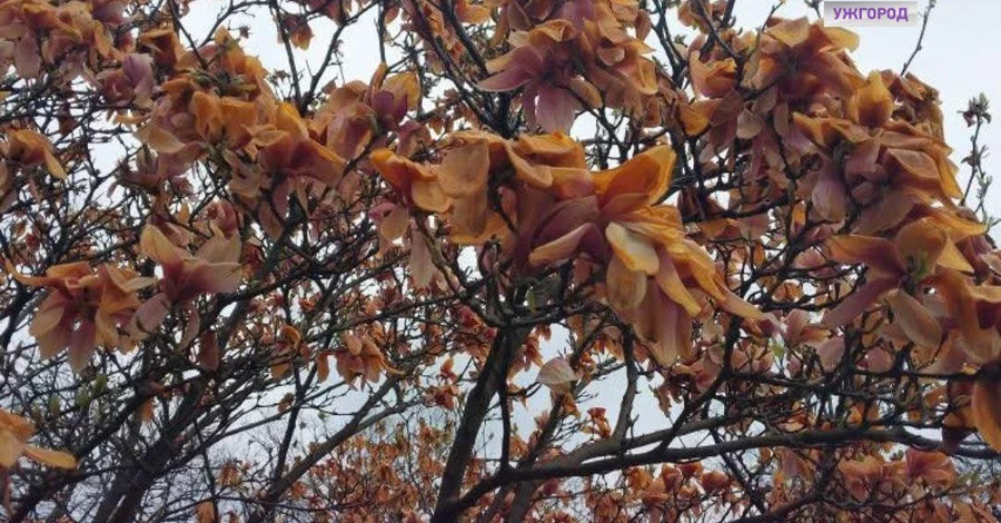 В Ужгороде замерзли деревья магнолии, которые расцвели неделю назад