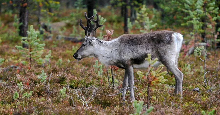 Прикарпатський центр врятував рідкісного трирогого оленя